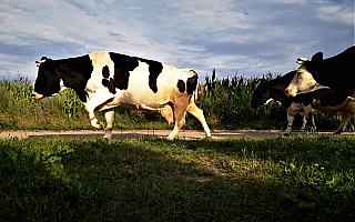 Rolnicy otrzymają wsparcie. Ruszają wypłaty zaliczek na dopłaty bezpośrednie Rolnicy otrzymają wsparcie. Ruszają wypłaty zaliczek na dopłaty bezpośrednie